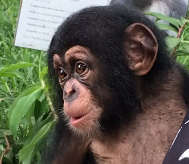 Baby chimp