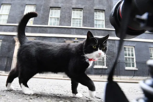 A cat outside Downing Street