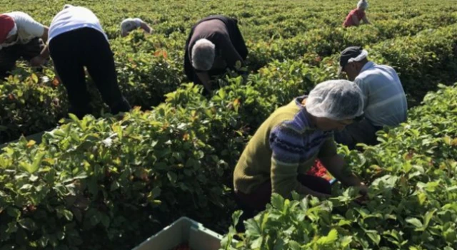 Fruit pickers