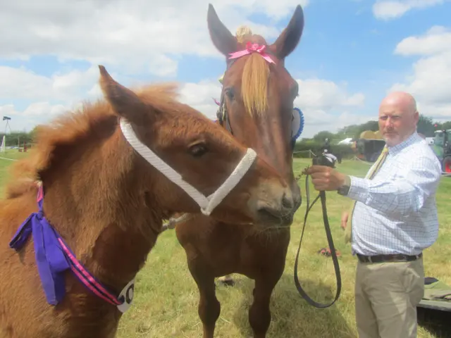 Suffolk Punch horses at the Tendring Show