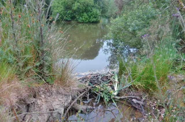 Beaver dam. Pic: Chris Jones, Woodland Valley Farm/Cornwall Wildlife Trust