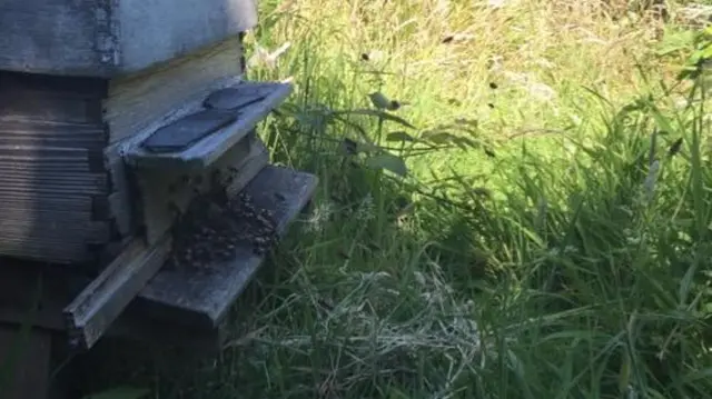 Guernsey beehive