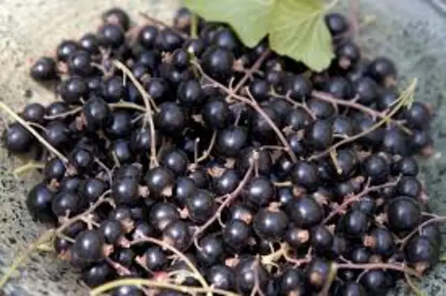 blalckcurrants