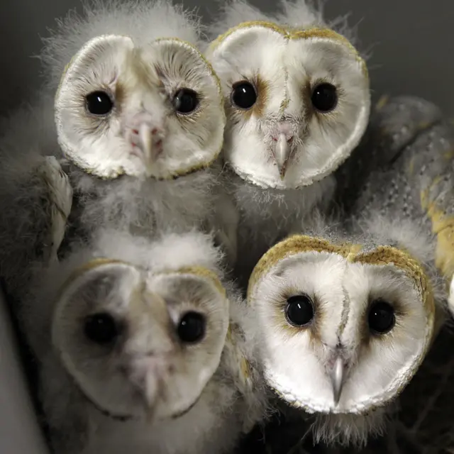 Barn Owl chick