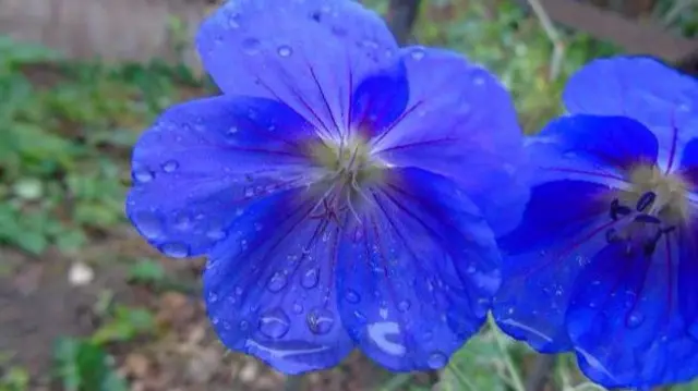 Blue flower