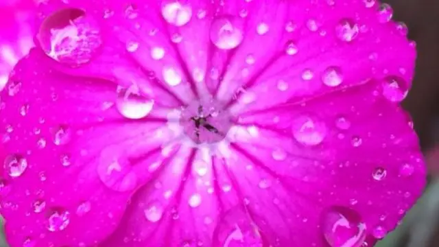 Pink flower