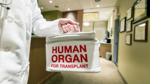 Human Organ for transplant bag