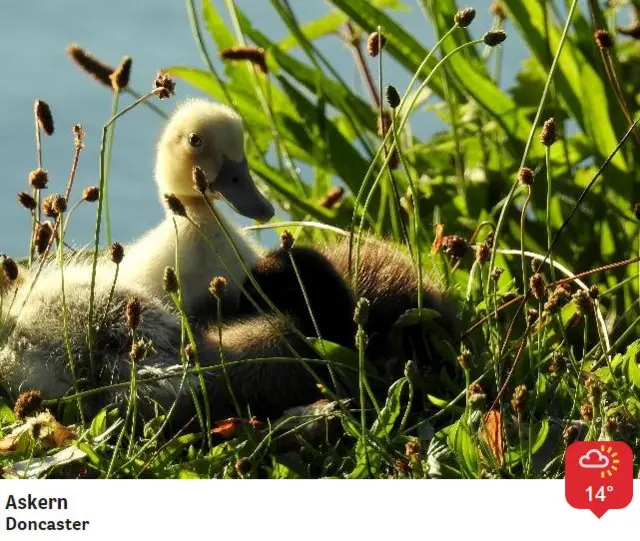 Ducks in Doncaster