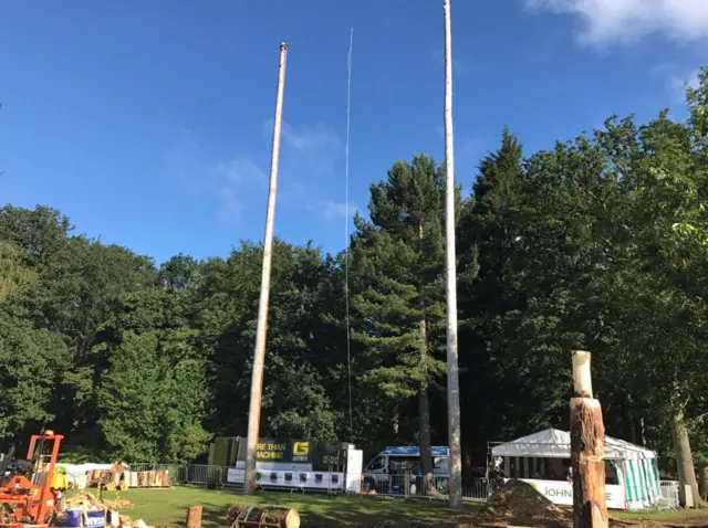 Trees and wooden poles