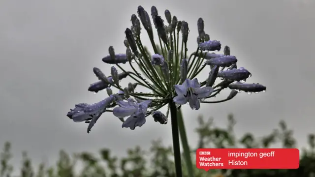 Rain on plant