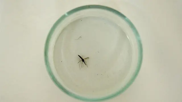 Mosquito