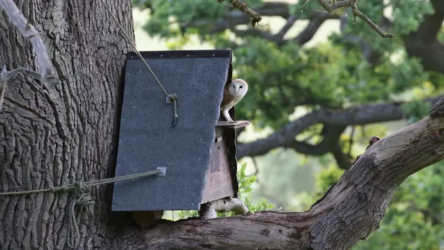 Barn owl in a nesting box