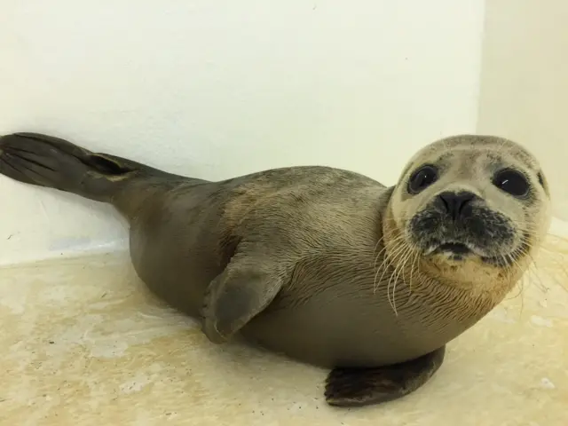 Wallace the seal