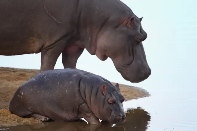 Hippos