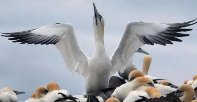 Gannet