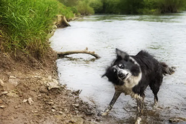 Dog in river