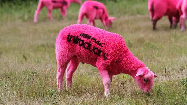 Pink coloured sheep