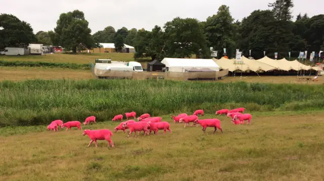 Sheep at Latitude 2017