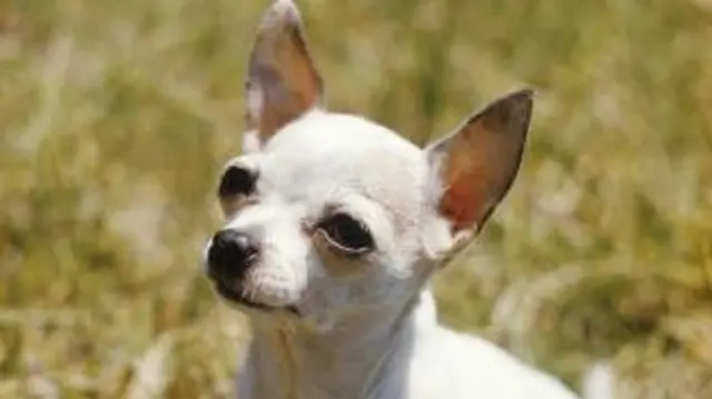 A chihuahua