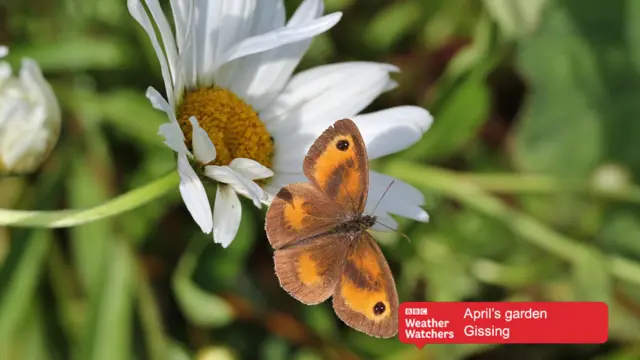 A butterfly on a white flower