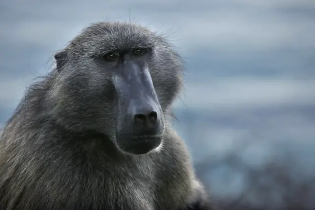 A baboon watches tourists along the side of the road July 3, 2010 in Capetown, South Africa