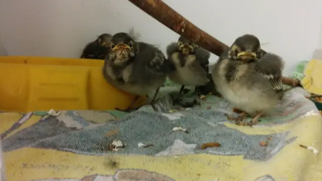 The baby birds