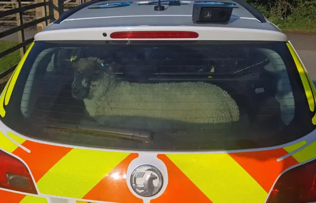 Sheep caught on the motorway