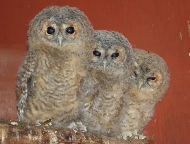 Trio of owls