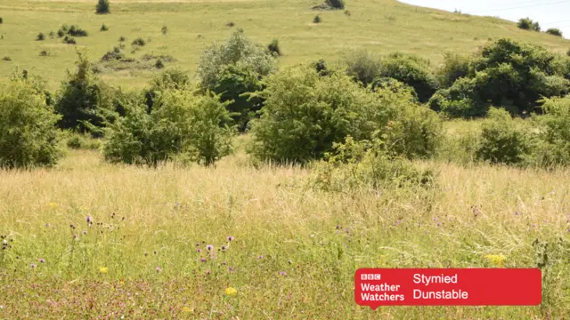 Sunny fields in Dunstable.