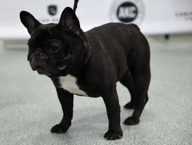 French bulldog