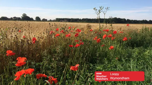 Poppies by a cornfield