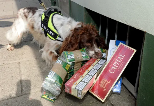 A brown and white Spaniel sniffer dog, with illegal cigarettes