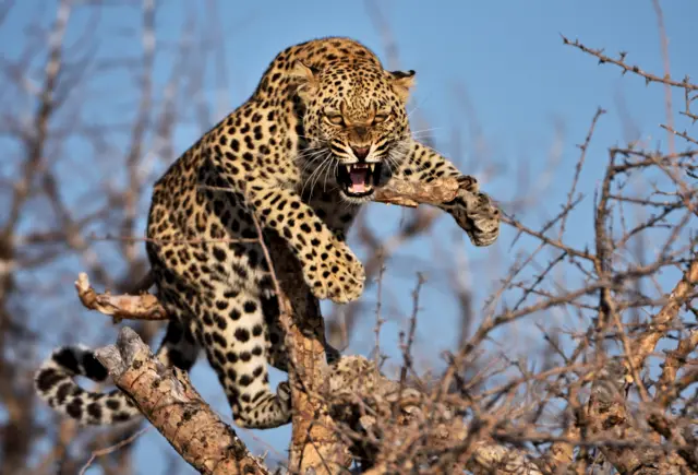 A leopard shows its teeth while sitting on a tree