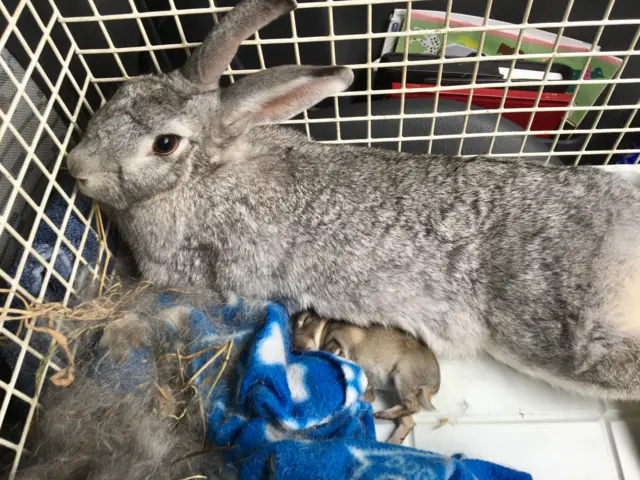 rescued rabbit