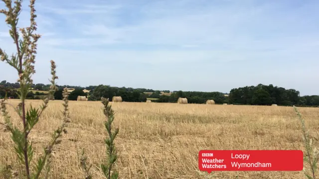 Round hay bales in harvested field