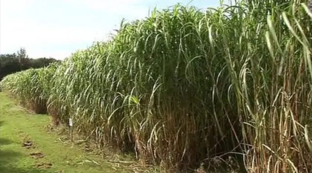 A field of tall reed like grass called Miscanthus