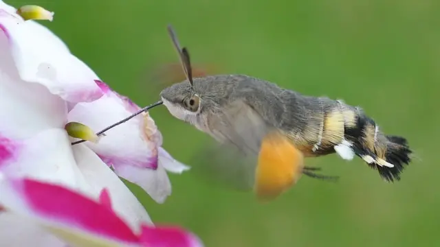 Hummingbird Hawk-Moth