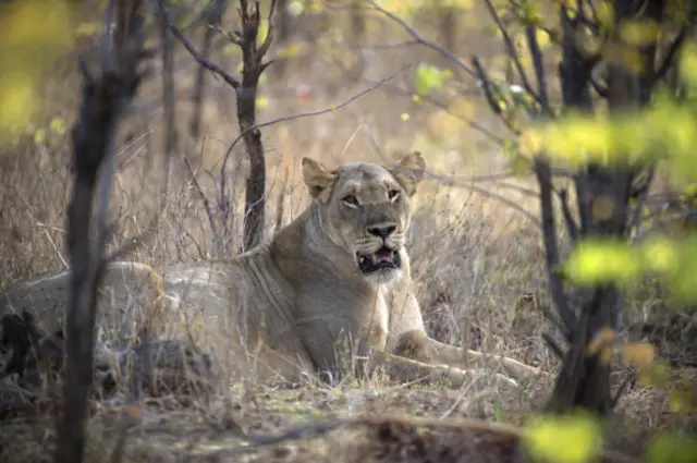 A lioness is pictured on November 18, 2012 in Hwange National Park in Zimbabwe.