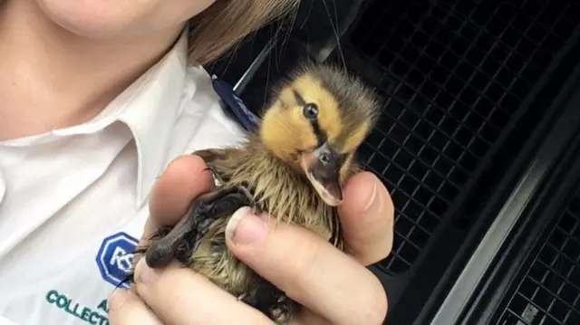 The duckling after being rescued