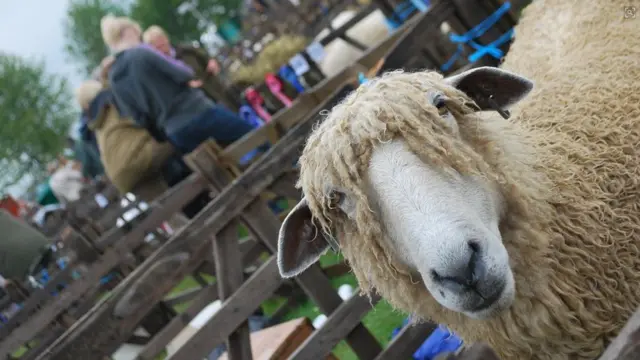 A sheep in a pen with spectators in the background.