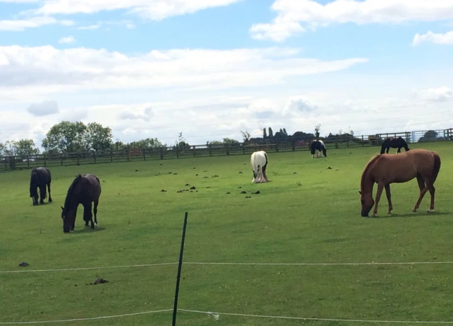 Horses