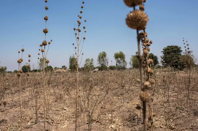 eeds grow in a maize field in the village of Ngwelelo, which lies in one of the areas most affected by drought, on September 10, 2016 in Zomba, Malawi.