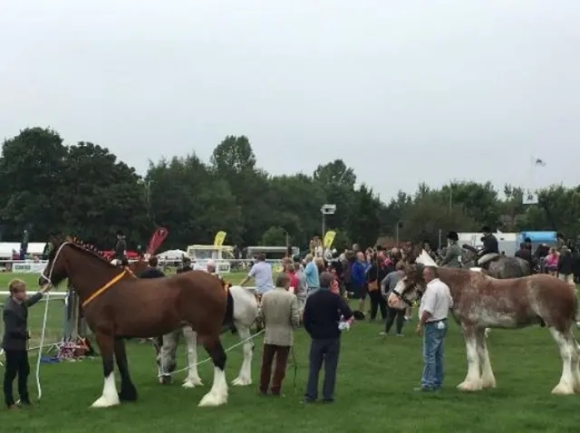 Shire Horses at the Driffield Show