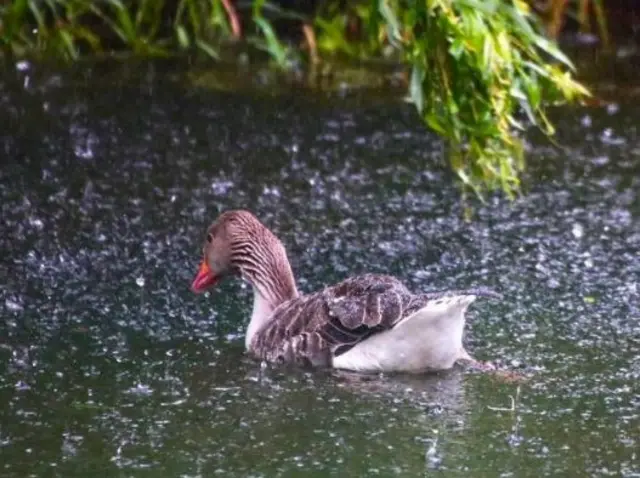 A duck swimming in water in the rain.