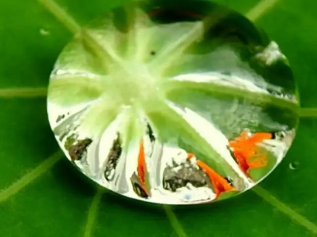 A drop of water on the centre of a leaf