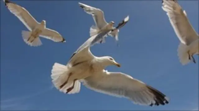 Seagull