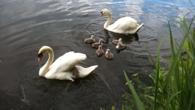 Mabel the swan with her mate and cygnets