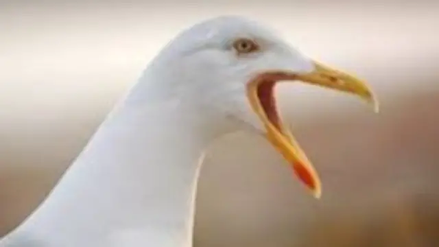 seagull