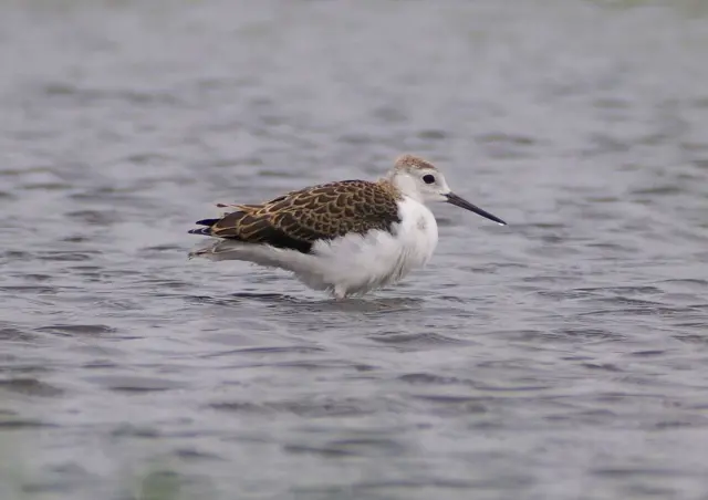 A stilt in water