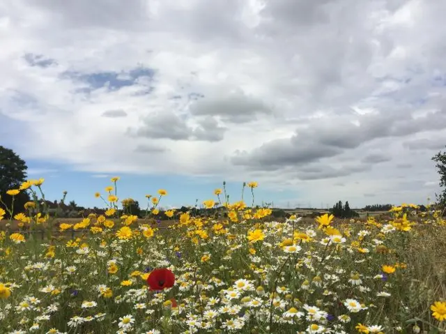 Flowers